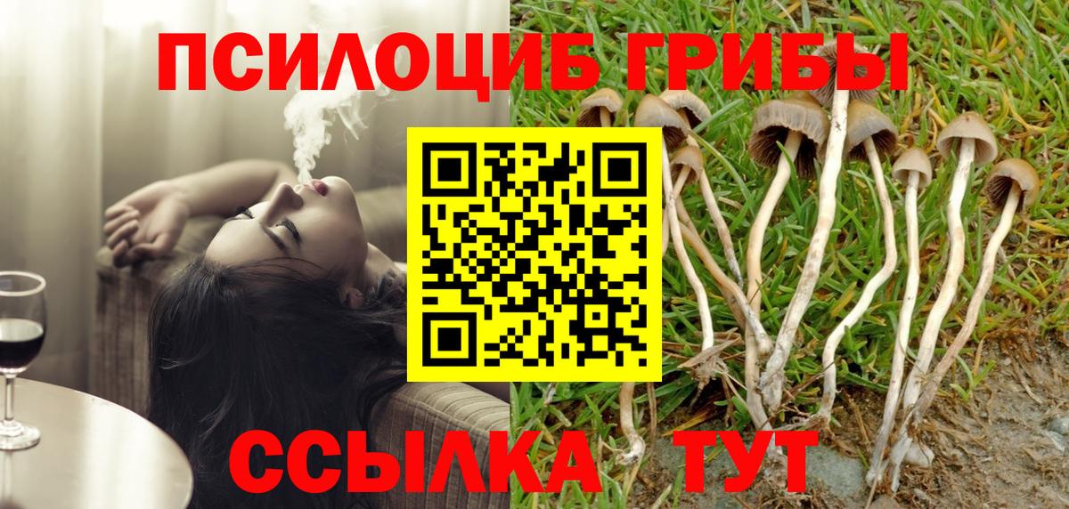 где купить наркоту  Вход с VPN  Брянск  Псилоцибиновые грибы Psilocybine cubensis 